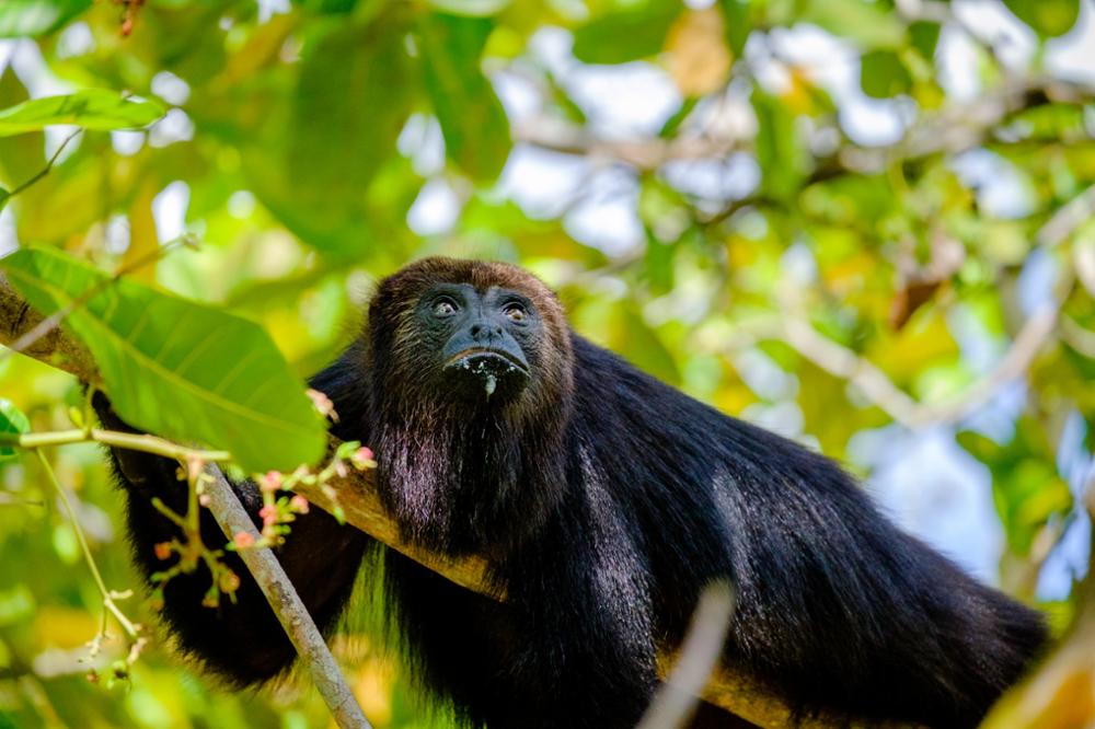 Animaux du Bélize : où les voir ?